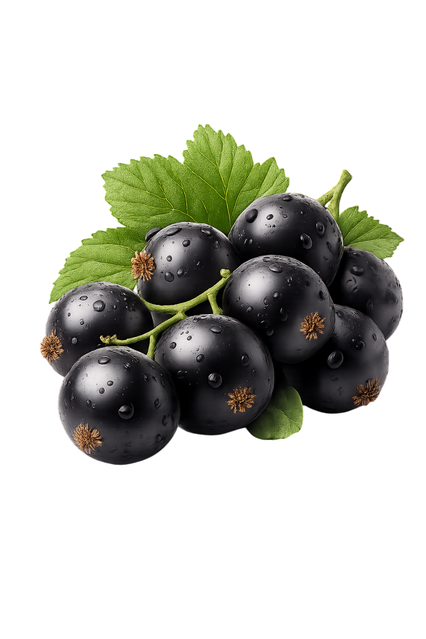 black currant