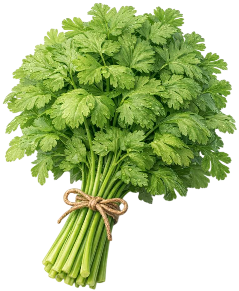cilantro