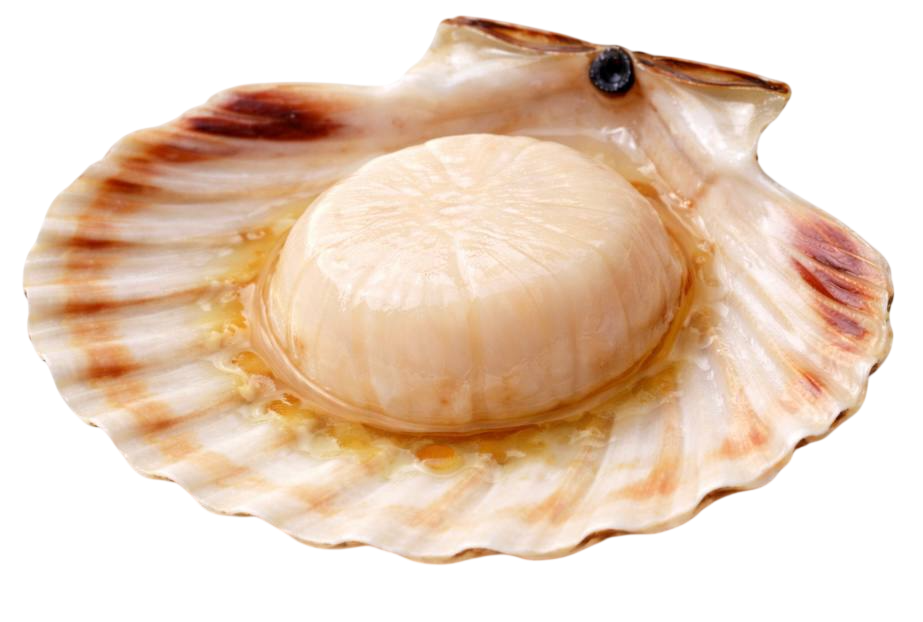 scallop