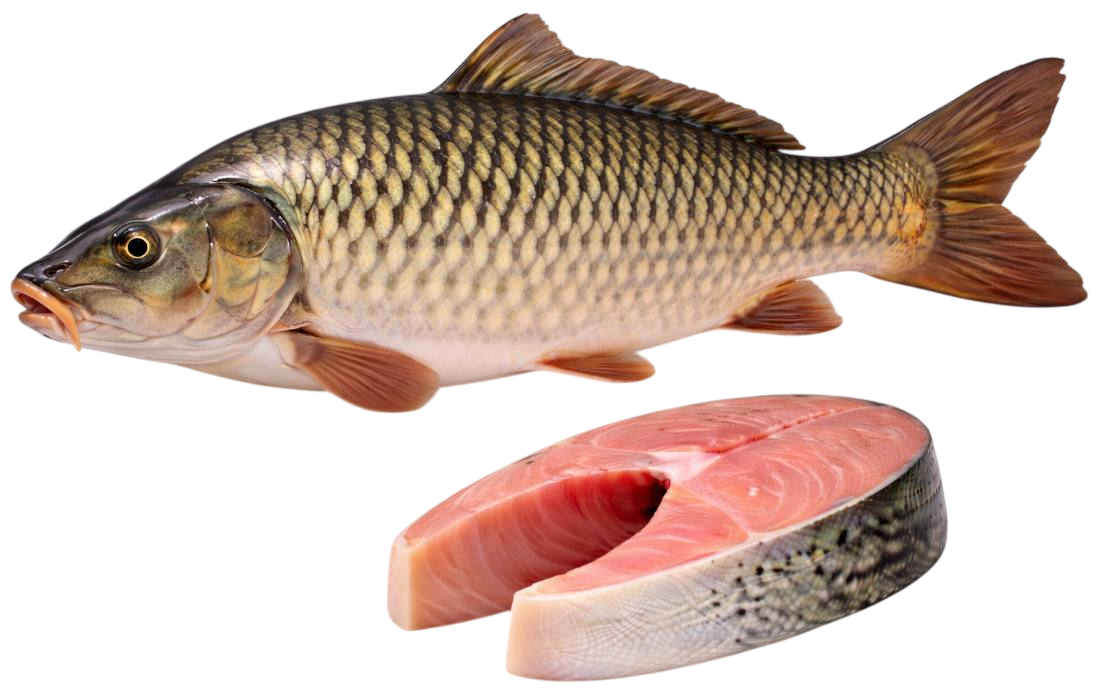 carp