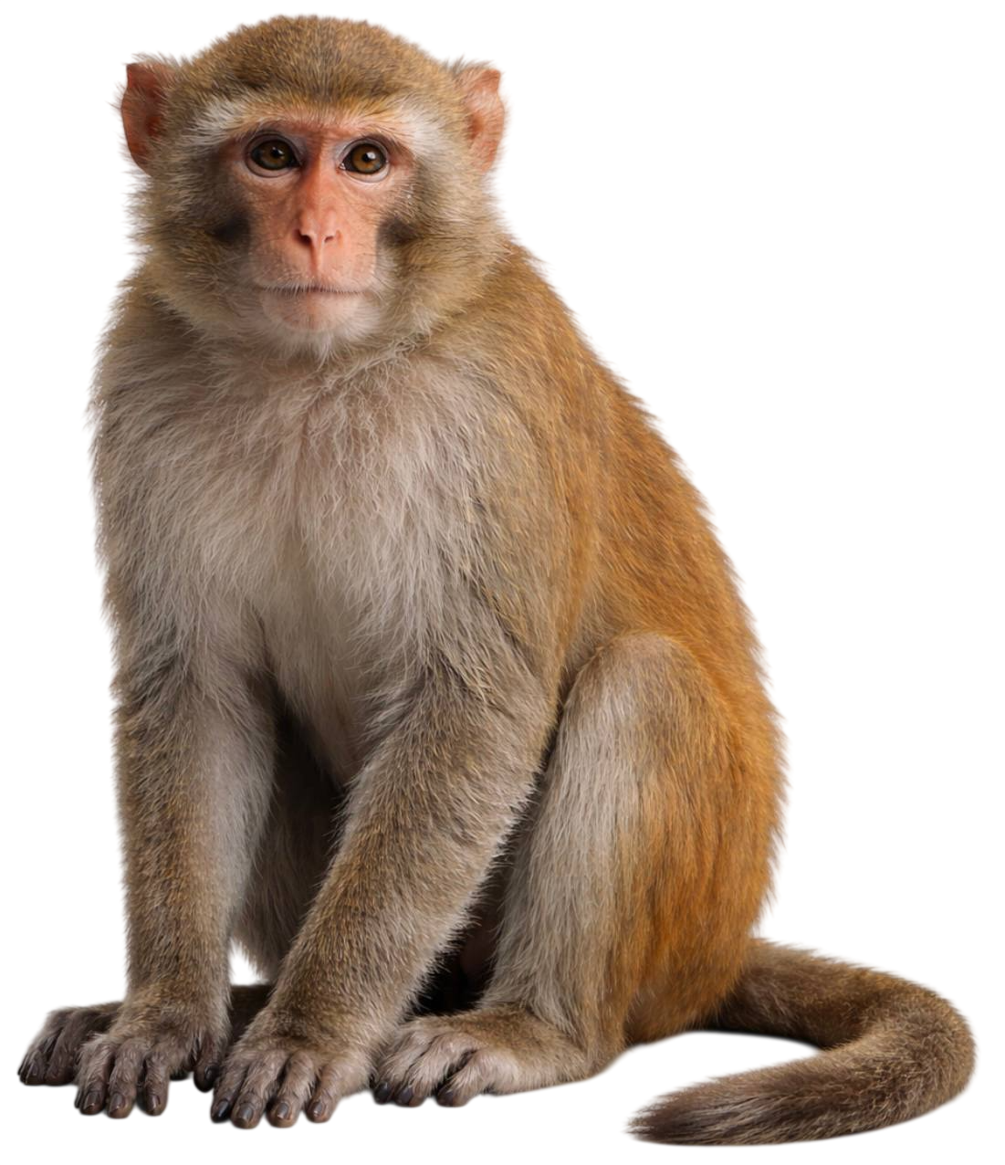 monkey