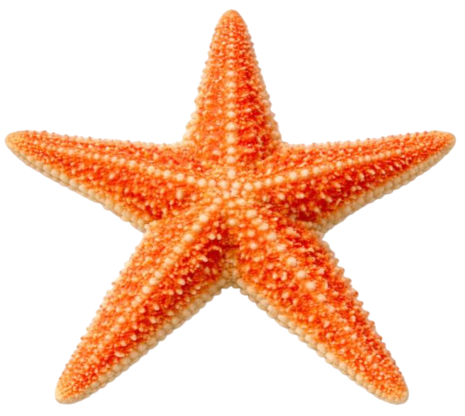 starfish